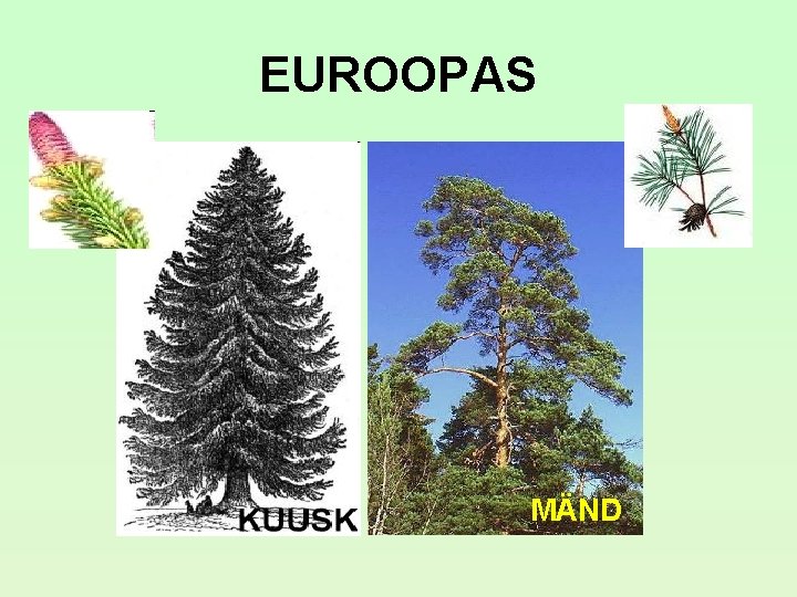 EUROOPAS MÄND EUROOPAS MÄND