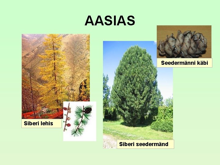 AASIAS Seedermänni käbi Siberi lehis Siberi seedermänd AASIAS Seedermänni käbi Siberi lehis Siberi seedermänd