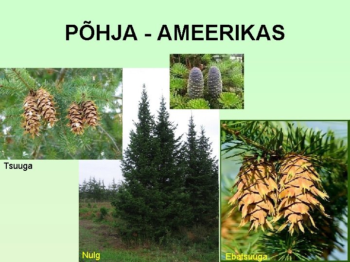 PÕHJA - AMEERIKAS Tsuuga Nulg Ebatsuuga PÕHJA - AMEERIKAS Tsuuga Nulg Ebatsuuga
