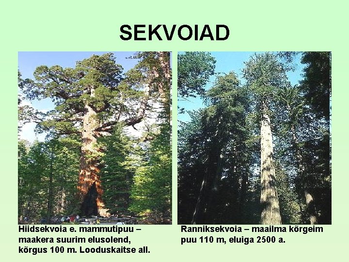 SEKVOIAD Hiidsekvoia e. mammutipuu – maakera suurim elusolend, kõrgus 100 m. Looduskaitse all. Ranniksekvoia SEKVOIAD Hiidsekvoia e. mammutipuu – maakera suurim elusolend, kõrgus 100 m. Looduskaitse all. Ranniksekvoia