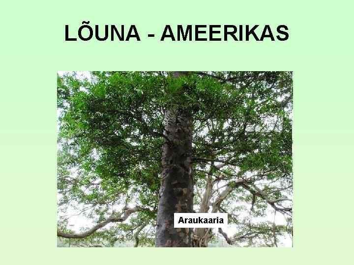 LÕUNA - AMEERIKAS Araukaaria LÕUNA - AMEERIKAS Araukaaria