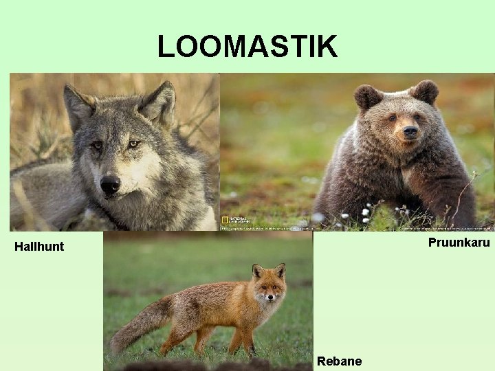 LOOMASTIK Pruunkaru Hallhunt Rebane LOOMASTIK Pruunkaru Hallhunt Rebane