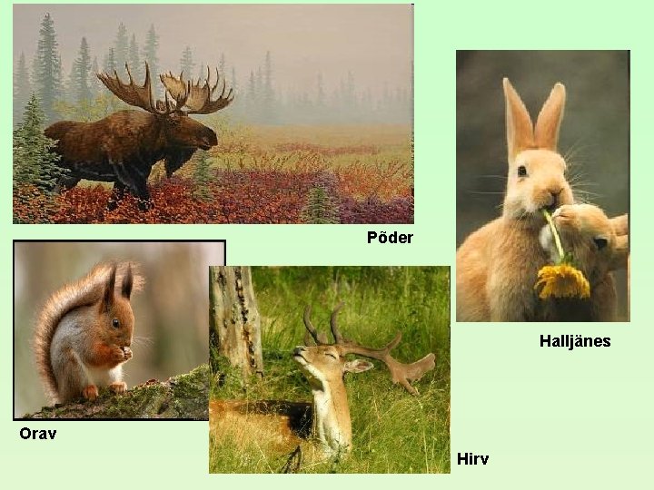 Põder Halljänes Orav Hirv Põder Halljänes Orav Hirv