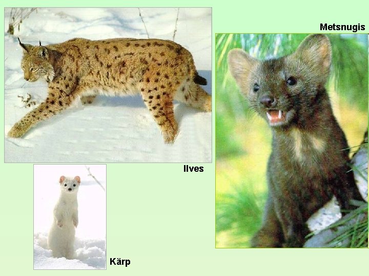 Metsnugis Ilves Kärp Metsnugis Ilves Kärp