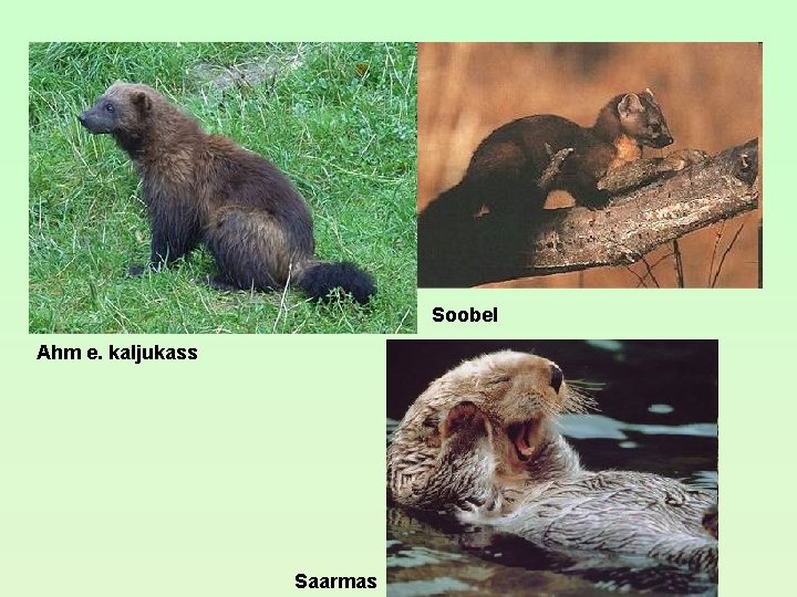 Soobel Ahm e. kaljukass Saarmas Soobel Ahm e. kaljukass Saarmas