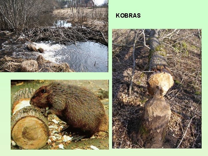 KOBRAS KOBRAS