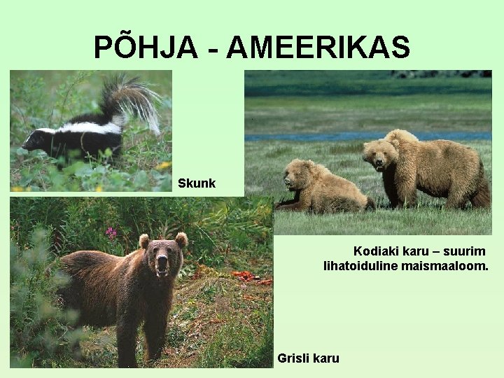 PÕHJA - AMEERIKAS Skunk Kodiaki karu – suurim lihatoiduline maismaaloom. Grisli karu PÕHJA - AMEERIKAS Skunk Kodiaki karu – suurim lihatoiduline maismaaloom. Grisli karu