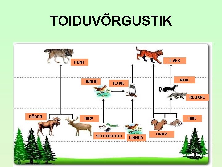 TOIDUVÕRGUSTIK ILVES HUNT LINNUD NIRK KAKK REBANE PÕDER HIRV HIIR SELGROOTUD LINNUD ORAV TOIDUVÕRGUSTIK ILVES HUNT LINNUD NIRK KAKK REBANE PÕDER HIRV HIIR SELGROOTUD LINNUD ORAV