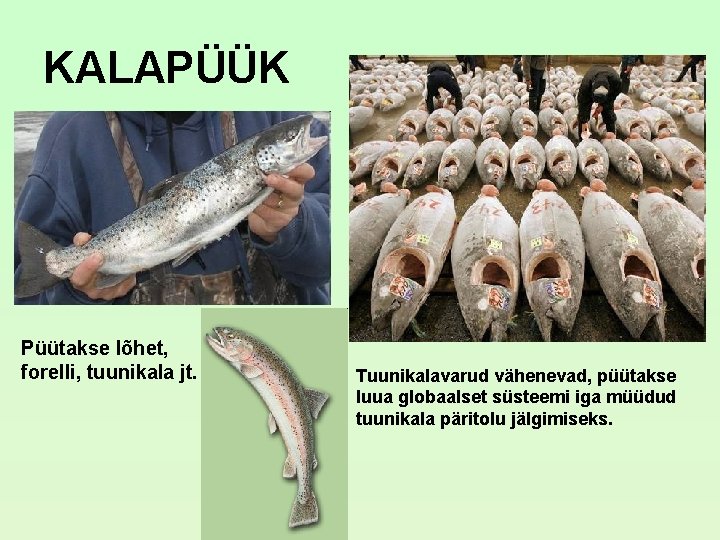 KALAPÜÜK Püütakse lõhet, forelli, tuunikala jt. Tuunikalavarud vähenevad, püütakse luua globaalset süsteemi iga müüdud KALAPÜÜK Püütakse lõhet, forelli, tuunikala jt. Tuunikalavarud vähenevad, püütakse luua globaalset süsteemi iga müüdud