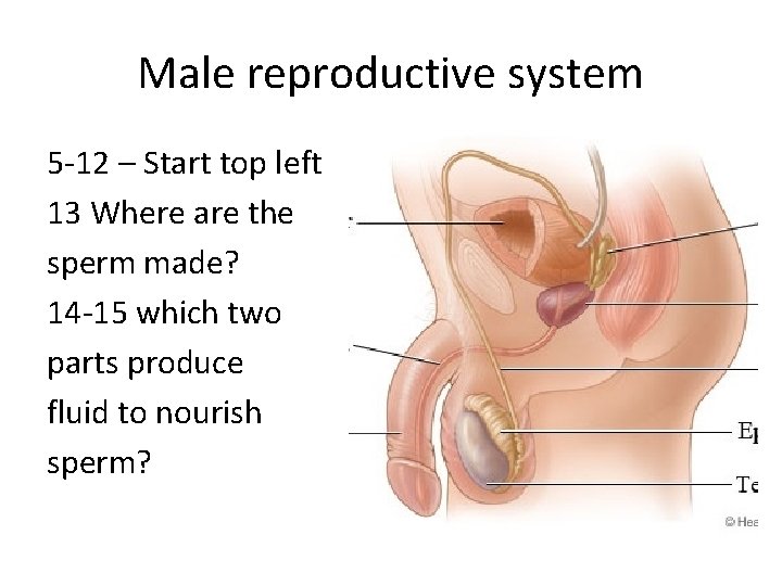 Male reproductive system 5 -12 – Start top left 13 Where are the sperm