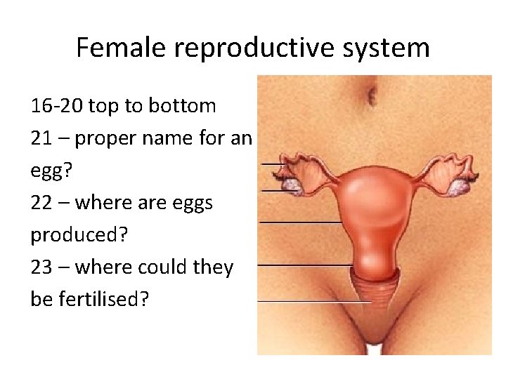 Female reproductive system 16 -20 top to bottom 21 – proper name for an