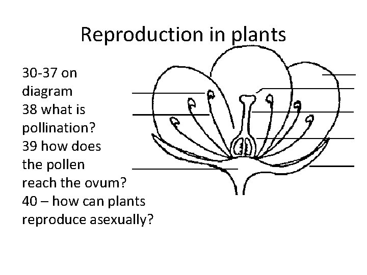 Reproduction in plants 30 -37 on diagram 38 what is pollination? 39 how does