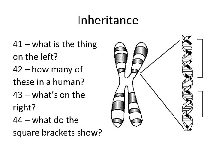 Inheritance 41 – what is the thing on the left? 42 – how many