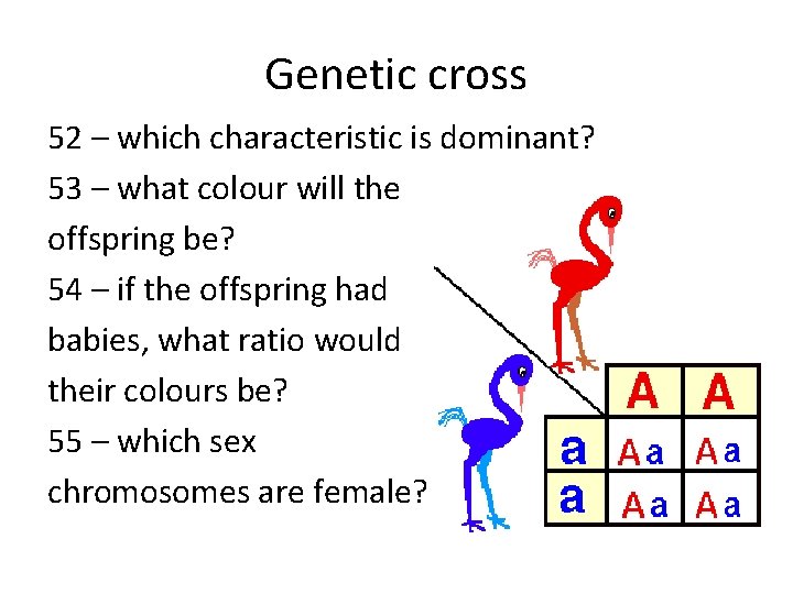 Genetic cross 52 – which characteristic is dominant? 53 – what colour will the