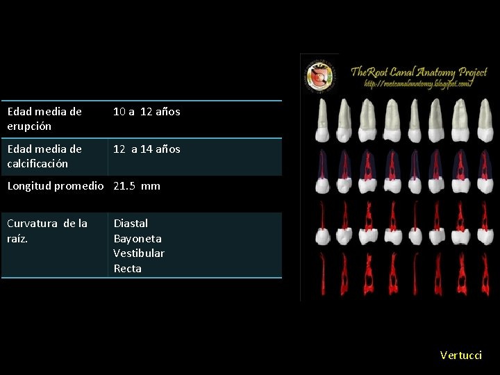 Edad media de erupción 10 a 12 años Edad media de calcificación 12 a