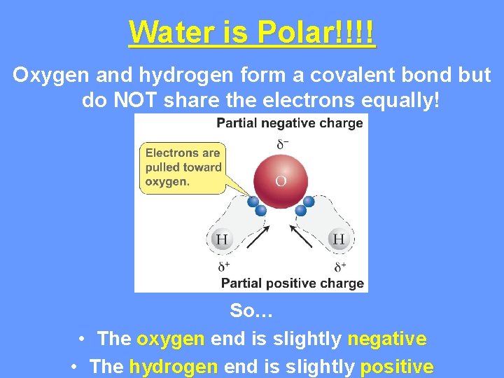 Water is Polar!!!! Oxygen and hydrogen form a covalent bond but do NOT share Water is Polar!!!! Oxygen and hydrogen form a covalent bond but do NOT share