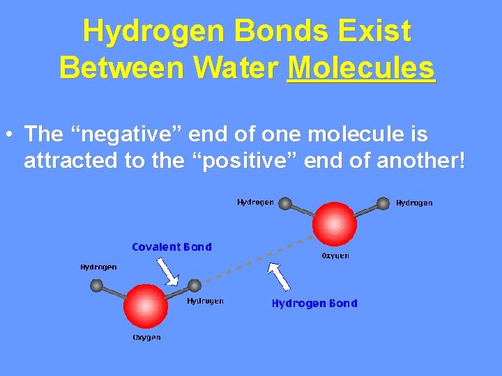 Hydrogen Bonds Exist Between Water Molecules • The “negative” end of one molecule is Hydrogen Bonds Exist Between Water Molecules • The “negative” end of one molecule is