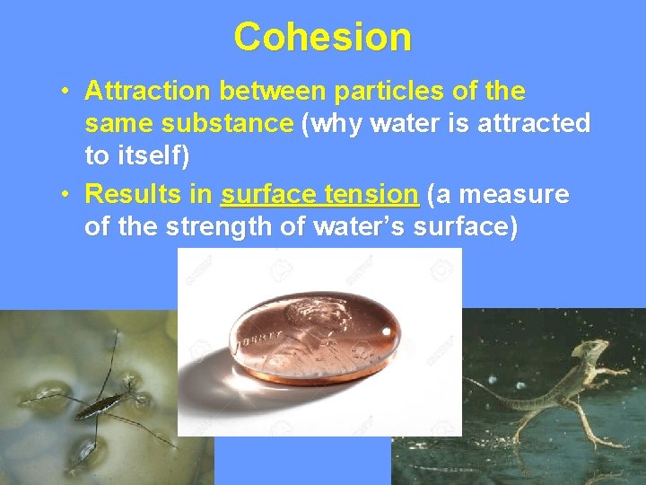 Cohesion • Attraction between particles of the same substance (why water is attracted to Cohesion • Attraction between particles of the same substance (why water is attracted to