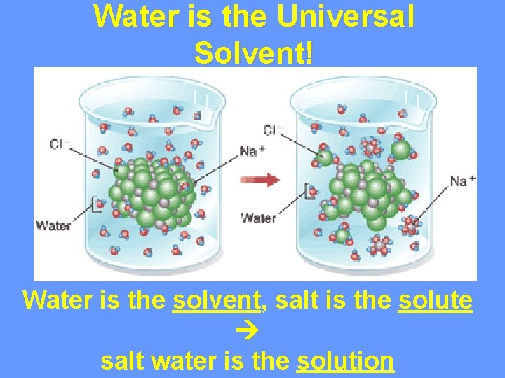 Water is the Universal Solvent! Water is the solvent, salt is the solute salt Water is the Universal Solvent! Water is the solvent, salt is the solute salt