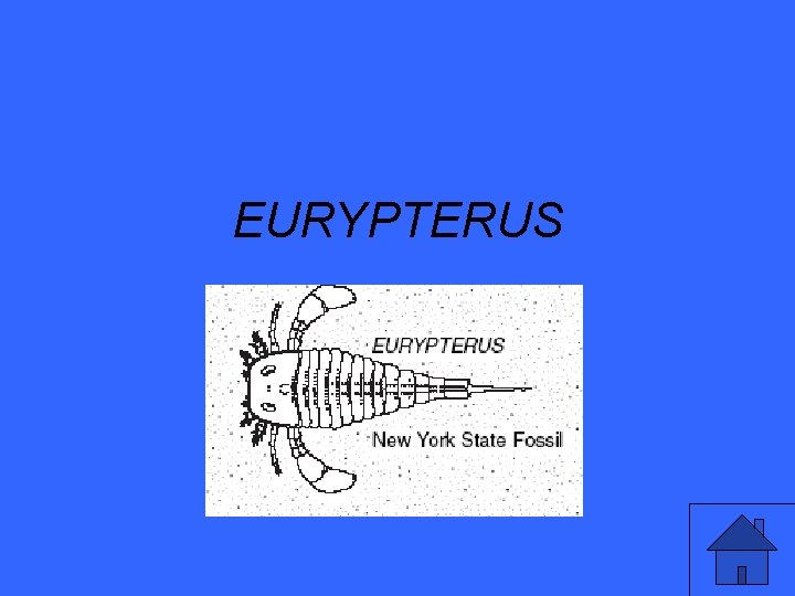 EURYPTERUS 