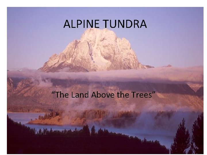 ALPINE TUNDRA “The Land Above the Trees” 