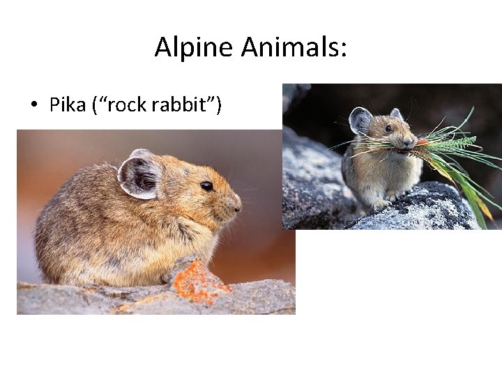 ALPINE TUNDRA The Land Above the Trees Tundra