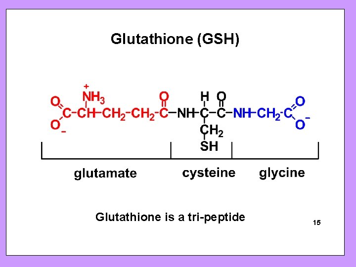 Glutathione (GSH) Glutathione is a tri-peptide SFRBM Sunrise Free Radical School 15 