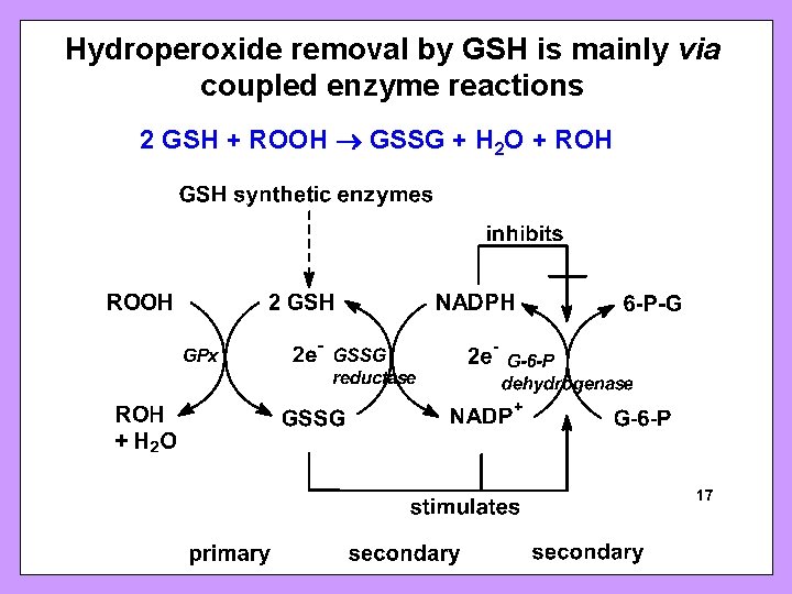 Hydroperoxide removal by GSH is mainly via coupled enzyme reactions 2 GSH + ROOH