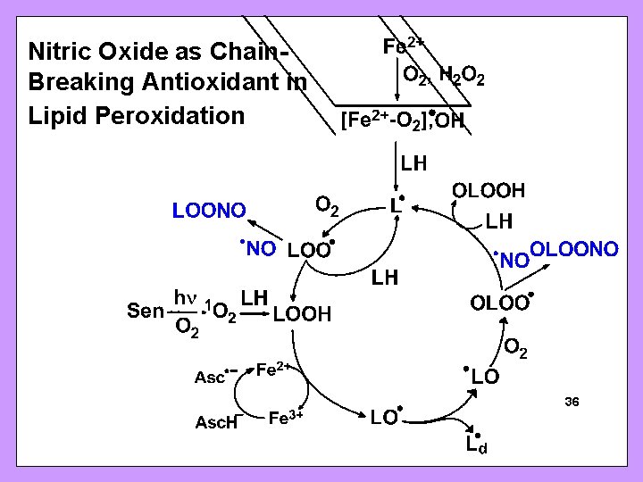 Nitric Oxide as Chain. Breaking Antioxidant in Lipid Peroxidation SFRBM Sunrise Free Radical School