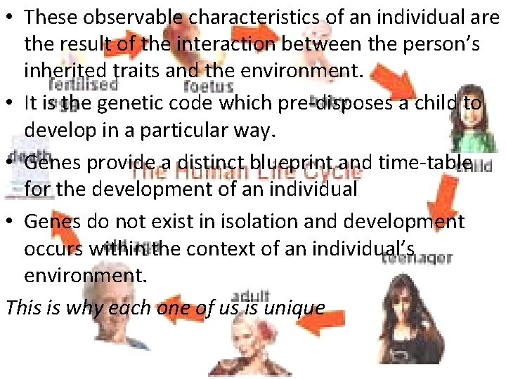  • These observable characteristics of an individual are the result of the interaction
