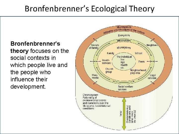 Bronfenbrenner’s Ecological Theory Bronfenbrenner’s theory focuses on the social contexts in which people live