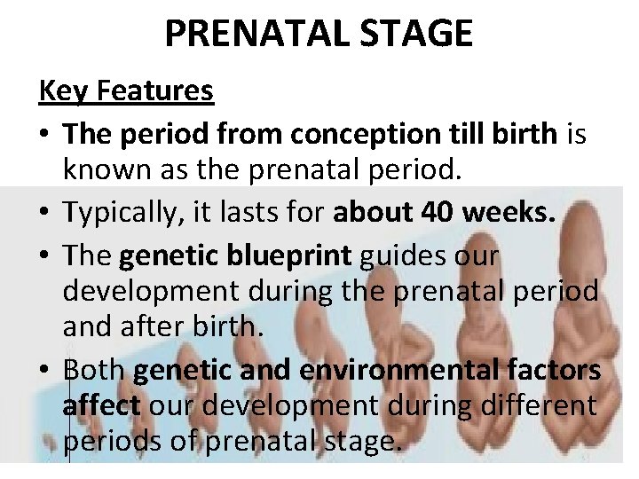PRENATAL STAGE Key Features • The period from conception till birth is known as