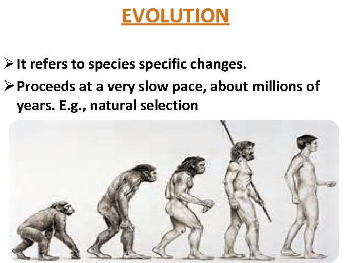 EVOLUTION Ø It refers to species specific changes. Ø Proceeds at a very slow