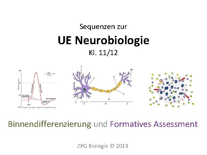 Sequenzen zur UE Neurobiologie Kl. 11/12 Binnendifferenzierung und Formatives Assessment ZPG Biologie © 2013