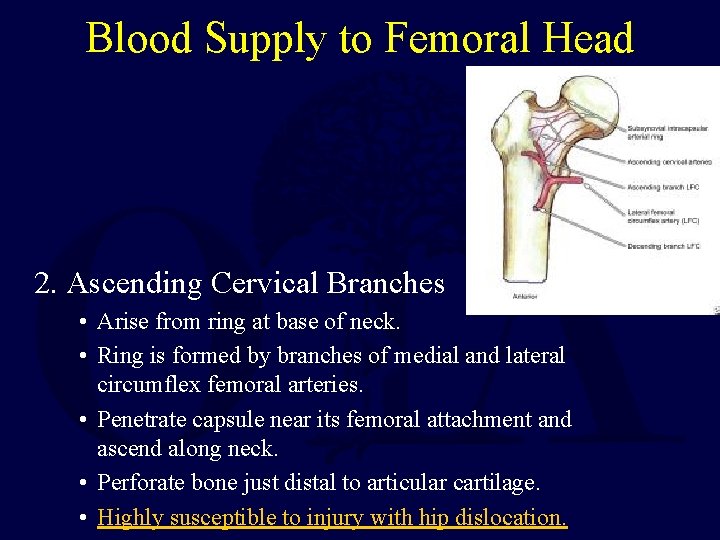Blood Supply to Femoral Head 2. Ascending Cervical Branches • Arise from ring at