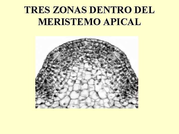 TRES ZONAS DENTRO DEL MERISTEMO APICAL 