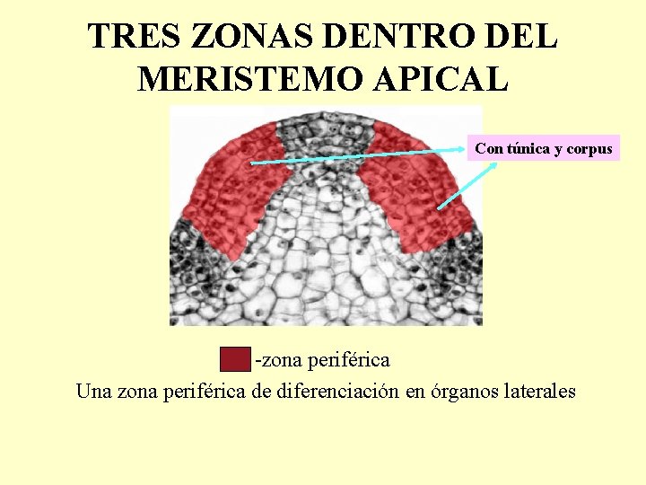 TRES ZONAS DENTRO DEL MERISTEMO APICAL Con túnica y corpus -zona periférica Una zona