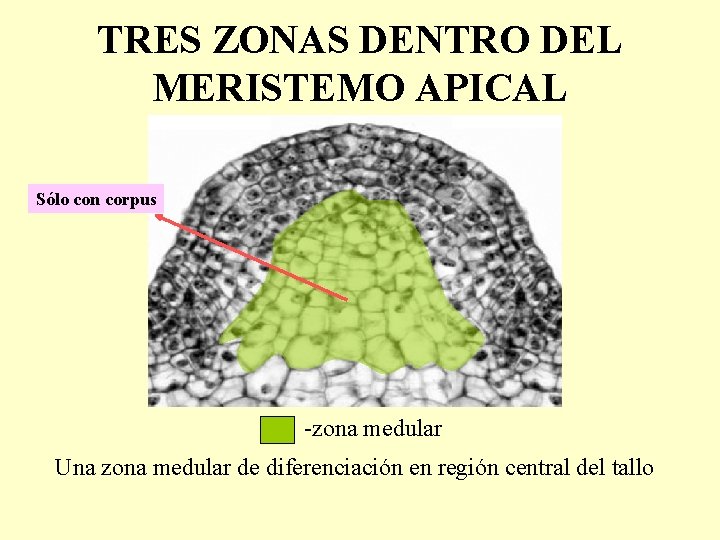 TRES ZONAS DENTRO DEL MERISTEMO APICAL Sólo con corpus -zona medular Una zona medular