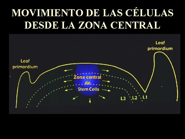 MOVIMIENTO DE LAS CÉLULAS DESDE LA ZONA CENTRAL Zona central de 