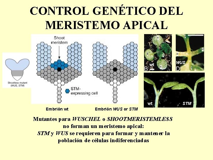 CONTROL GENÉTICO DEL MERISTEMO APICAL wt wt Embrión WUS or STM Mutantes para WUSCHEL