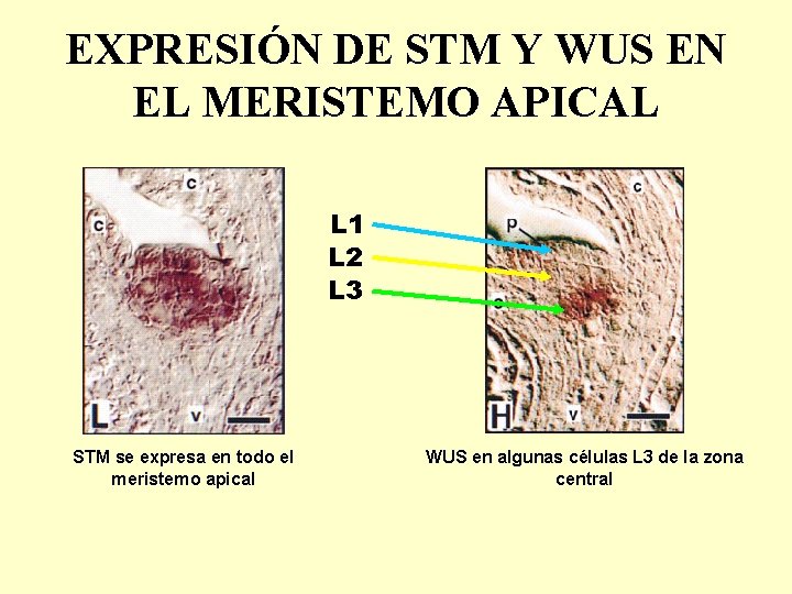 EXPRESIÓN DE STM Y WUS EN EL MERISTEMO APICAL L 1 L 2 L