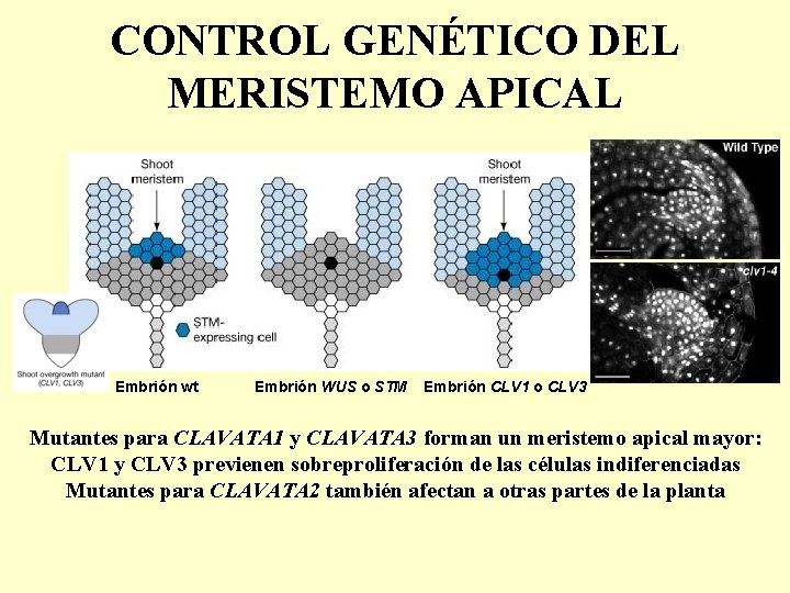 CONTROL GENÉTICO DEL MERISTEMO APICAL Embrión wt Embrión WUS o STM Embrión CLV 1