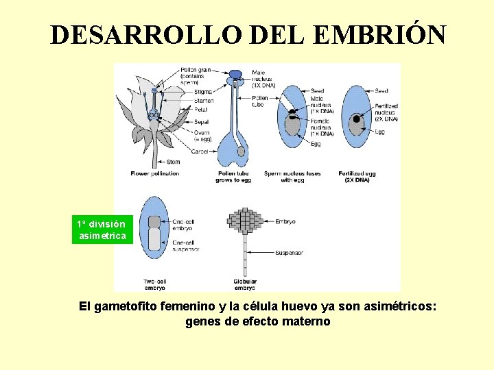 DESARROLLO DEL EMBRIÓN 1ª división asimetrica El gametofito femenino y la célula huevo ya