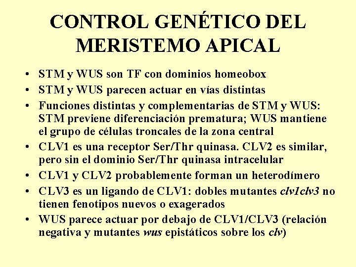 CONTROL GENÉTICO DEL MERISTEMO APICAL • STM y WUS son TF con dominios homeobox