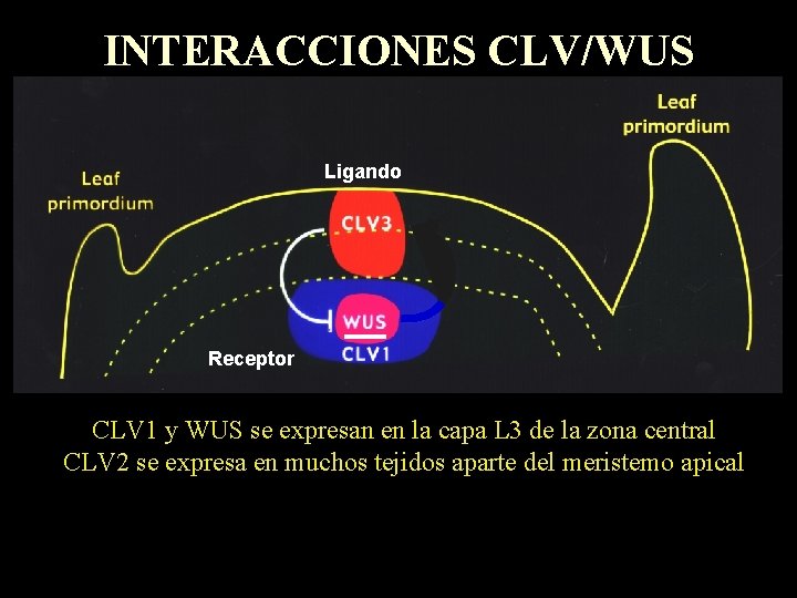 INTERACCIONES CLV/WUS Ligando Receptor CLV 1 y WUS se expresan en la capa L