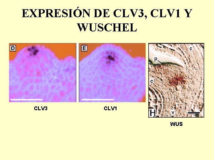 EXPRESIÓN DE CLV 3, CLV 1 Y WUSCHEL CLV 3 CLV 1 WUS 