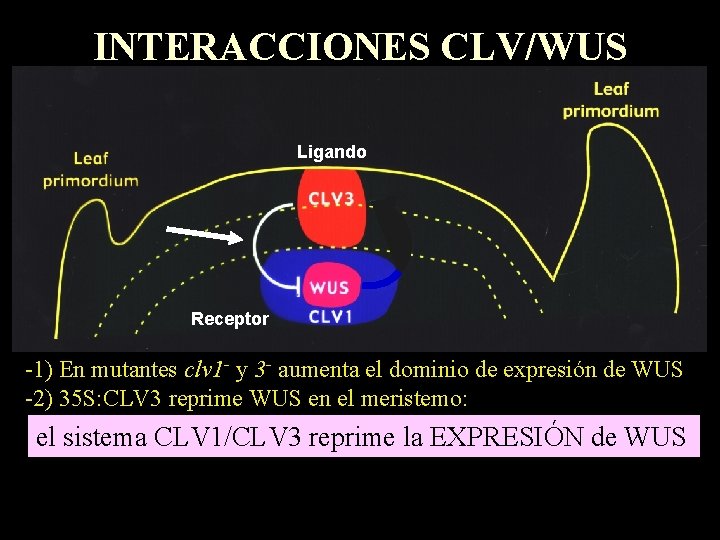 INTERACCIONES CLV/WUS Ligando Receptor -1) En mutantes clv 1 - y 3 - aumenta