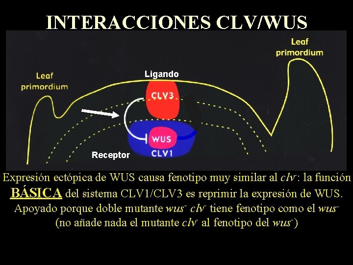 INTERACCIONES CLV/WUS Ligando Receptor Expresión ectópica de WUS causa fenotipo muy similar al clv-: