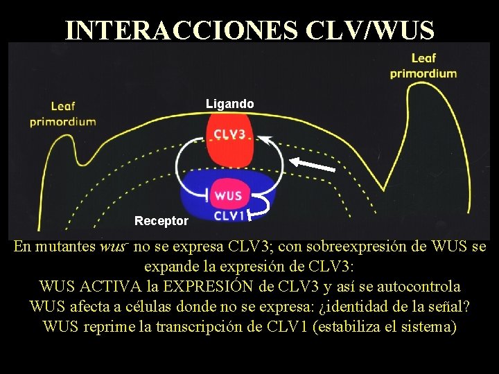 INTERACCIONES CLV/WUS Ligando Receptor En mutantes wus- no se expresa CLV 3; con sobreexpresión