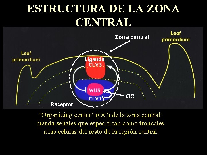 ESTRUCTURA DE LA ZONA CENTRAL Zona central Ligando OC Receptor “Organizing center” (OC) de